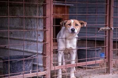 Tilda – ein kleines Herz voller Traurigkeit sucht endlich Wärme, Mischling - Hündin