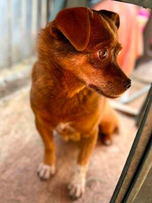Tilda mit dem traurigen Blick, Chihuahua - Mischling - Hündin