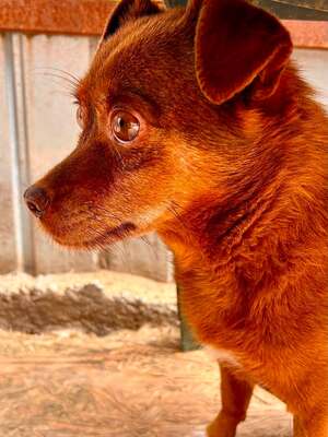 Tilda mit dem traurigen Blick, Chihuahua - Mischling - Hündin
