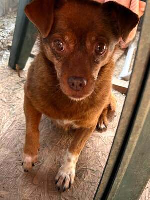 Tilda mit dem traurigen Blick, Mischling - Hündin