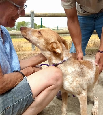 Tilli, Podenco Andaluz - Mix - Hündin