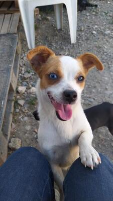 Tilly, Mischling - Hündin