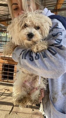 Tim, Bichon Frisé Welpen - Rüde