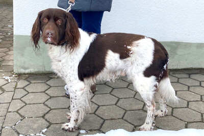 Tim, Kleiner Münsterländer - Rüde