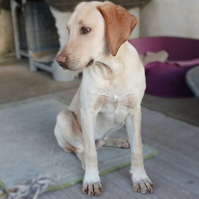 Tim - genießt gemeinsame Momente😚, Mischling Welpen - Rüde