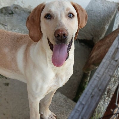 Tim - genießt gemeinsame Momente😚, Mischling Welpen - Rüde