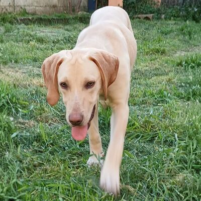 Tim - genießt gemeinsame Momente😚, Mischling Welpen - Rüde