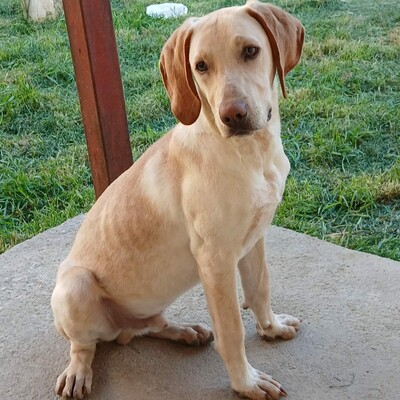 Tim - genießt gemeinsame Momente😚, Mischling Welpen - Rüde