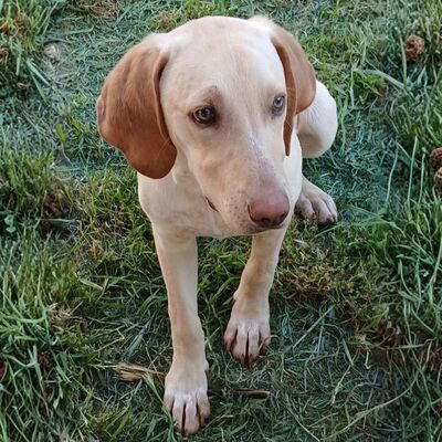 Tim - genießt gemeinsame Momente😚, Mischling Welpen - Rüde