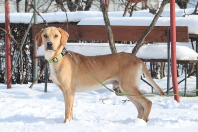 Tim, mischling - Rüde