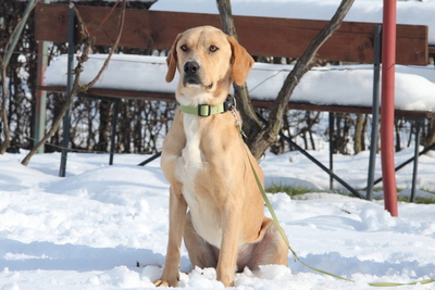 Tim, mischling - Rüde