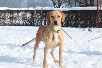 Tim, mischling - Rüde