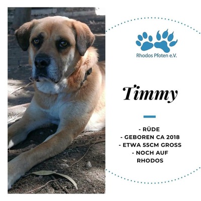 Timmy, Mischling - Rüde