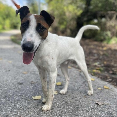 💥Timo Glatthaar- Foxterrier- Mischlingsrüde ist sehr anhänglich und freundlich 🐶, Glatthaar- Foxterrier- Mischlingsrüde - Rüde
