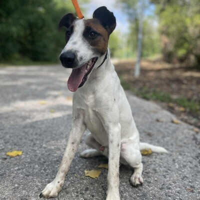 💥Timo Glatthaar- Foxterrier- Mischlingsrüde ist sehr anhänglich und freundlich 🐶, Glatthaar- Foxterrier- Mischlingsrüde - Rüde
