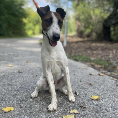 💥Timo Glatthaar- Foxterrier- Mischlingsrüde ist sehr anhänglich und freundlich 🐶, Glatthaar- Foxterrier- Mischlingsrüde - Rüde
