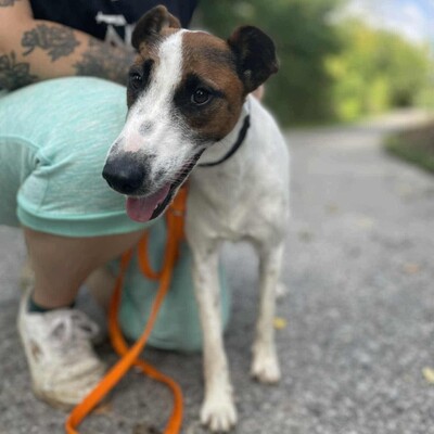 💥Timo Glatthaar- Foxterrier- Mischlingsrüde ist sehr anhänglich und freundlich 🐶, Glatthaar- Foxterrier- Mischlingsrüde - Rüde