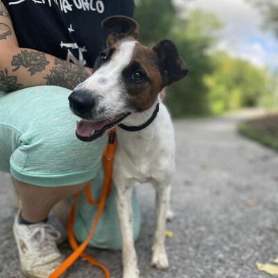💥Timo Glatthaar- Foxterrier- Mischlingsrüde ist sehr anhänglich und freundlich 🐶, Glatthaar- Foxterrier- Mischlingsrüde - Rüde