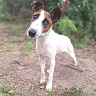💥Timo Glatthaar- Foxterrier- Mischlingsrüde ist sehr anhänglich und freundlich 🐶, Glatthaar- Foxterrier- Mischlingsrüde Welpen - Rüde
