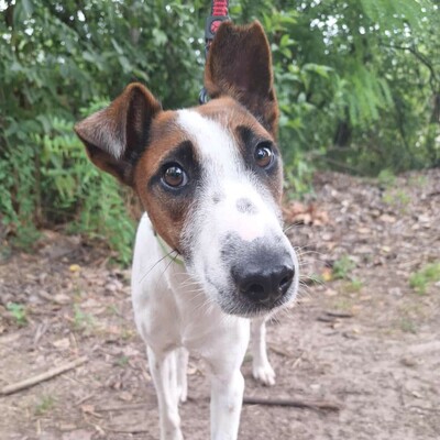 💥Timo Glatthaar- Foxterrier- Mischlingsrüde ist sehr anhänglich und freundlich 🐶, Glatthaar- Foxterrier- Mischlingsrüde Welpen - Rüde