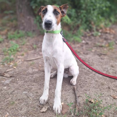 💥Timo Glatthaar- Foxterrier- Mischlingsrüde ist sehr anhänglich und freundlich 🐶, Glatthaar- Foxterrier- Mischlingsrüde Welpen - Rüde