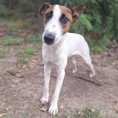 💥Timo Glatthaar- Foxterrier- Mischlingsrüde ist sehr anhänglich und freundlich 🐶, Glatthaar- Foxterrier- Mischlingsrüde Welpen - Rüde