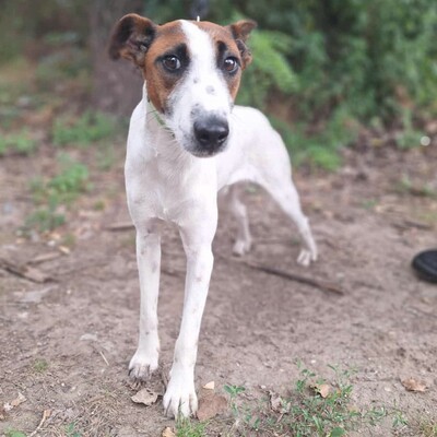 💥Timo Glatthaar- Foxterrier- Mischlingsrüde ist sehr anhänglich und freundlich 🐶, Glatthaar- Foxterrier- Mischlingsrüde Welpen - Rüde