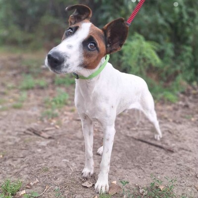 💥Timo Glatthaar- Foxterrier- Mischlingsrüde ist sehr anhänglich und freundlich 🐶, Glatthaar- Foxterrier- Mischlingsrüde Welpen - Rüde