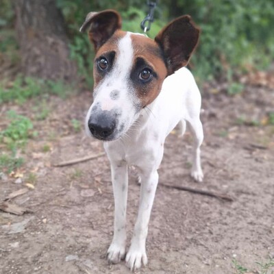 💥Timo Glatthaar- Foxterrier- Mischlingsrüde ist sehr anhänglich und freundlich 🐶, Glatthaar- Foxterrier- Mischlingsrüde Welpen - Rüde