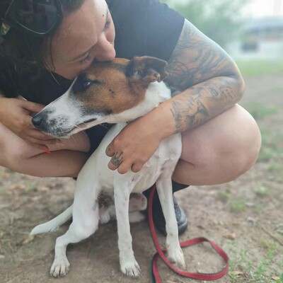 💥Timo Glatthaar- Foxterrier- Mischlingsrüde ist sehr anhänglich und freundlich 🐶, Glatthaar- Foxterrier- Mischlingsrüde Welpen - Rüde