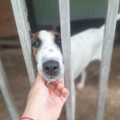 💥Timo Glatthaar- Foxterrier- Mischlingsrüde ist sehr anhänglich und freundlich 🐶, Glatthaar- Foxterrier- Mischlingsrüde Welpen - Rüde
