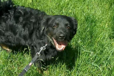 Timon, Mischling Welpen - Rüde