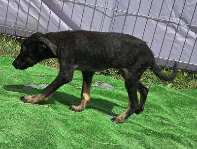 Timon, Mix - Rüde