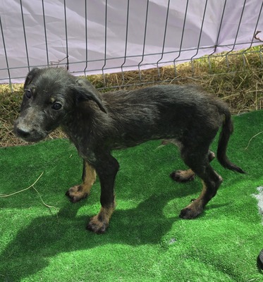 Timon, Mix Welpen - Rüde