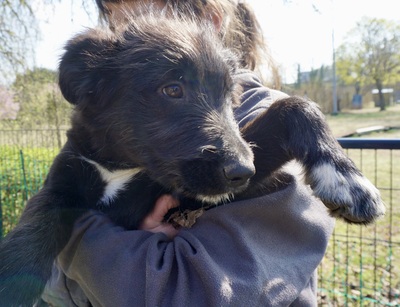 Timon, Mix Welpen - Rüde