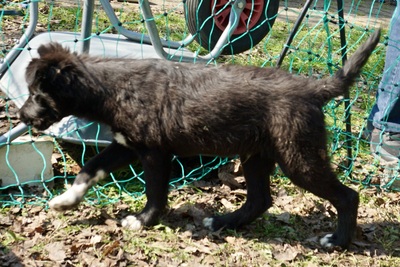 Timon, Mix Welpen - Rüde