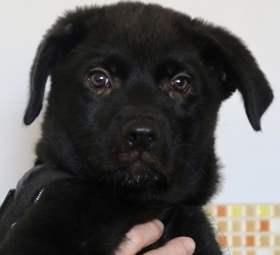 Timonel, Labrador Mix Welpen - Rüde