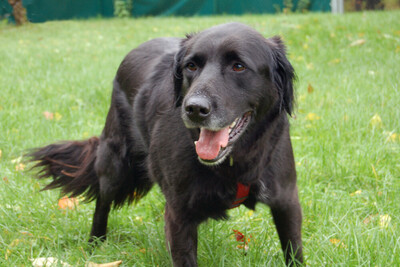 Timossi, Flat-Coated Retriever Mix-Mischling - Rüde