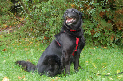 Timossi, Flat-Coated Retriever Mix-Mischling - Rüde