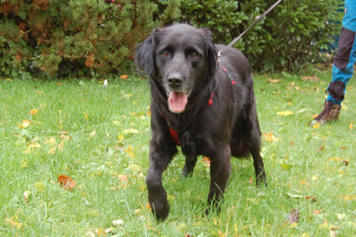 Timossi, Flat-Coated Retriever Mix-Mischling - Rüde