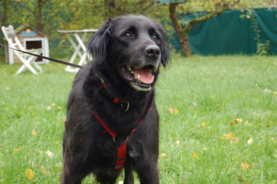 Timossi, Flat-Coated Retriever Mix-Mischling - Rüde