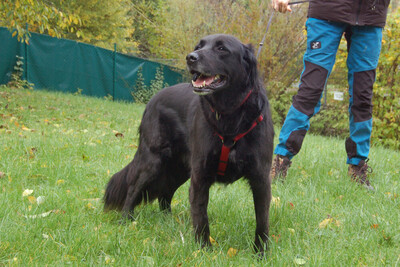 Timossi, Flat-Coated Retriever Mix-Mischling - Rüde