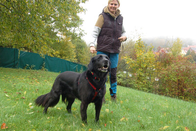 Timossi, Flat-Coated Retriever Mix-Mischling - Rüde