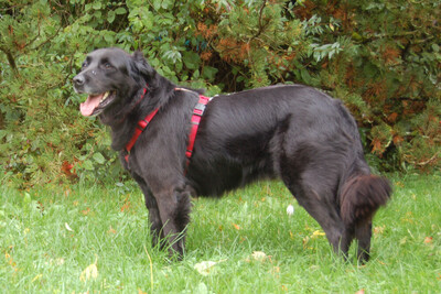 Timossi, Flat-Coated Retriever Mix-Mischling - Rüde