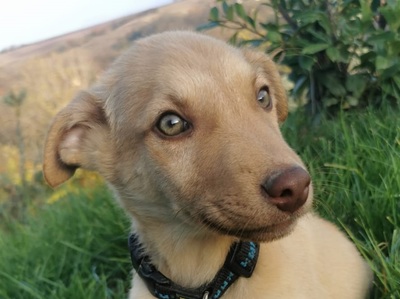 Timothy - Mischling - sucht liebevolles Zuhause, Mischling Welpen - Rüde