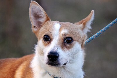 Timoti, Mischling - Rüde