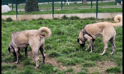 Tina Anatolische Hirtenhündin sucht ein Zuhause, Anatolischer Hirtenhund - Hündin