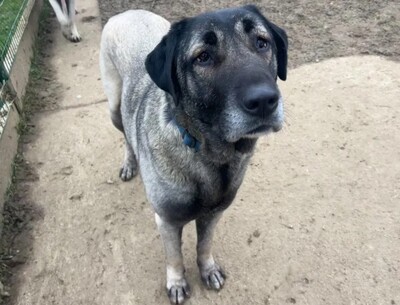 Tina Anatolische Hirtenhündin sucht ihr Zuhause, Anatolischer Hirtenhund - Hündin