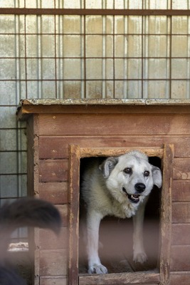 Tina – eine sanfte Seele sucht ihr Für-immer-Zuhause