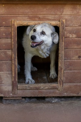 Tina – eine sanfte Seele sucht ihr Für-immer-Zuhause, Mischling - Hündin